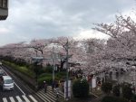 江戸時代の花見-桜の名所と桜餅