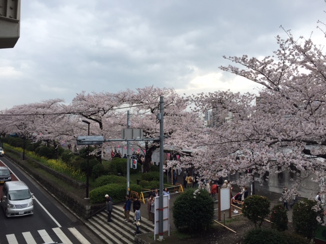 江戸時代の花見-桜の名所と桜餅