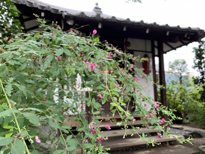 秋の七草 萩の名所 龍眼寺 Edo Tokyo