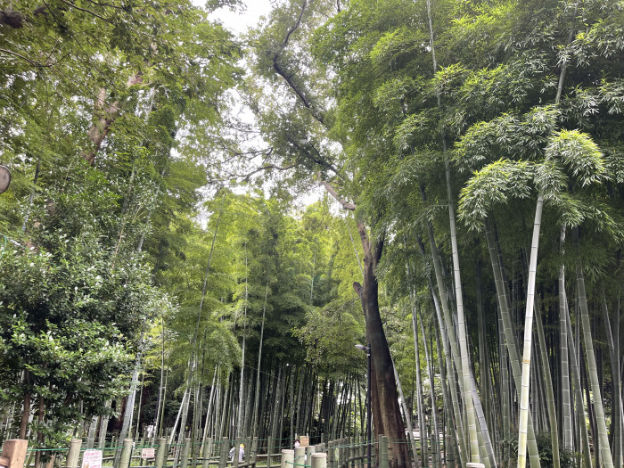 江戸のブランド野菜-目黒のタケノコと江戸野菜 江戸のブランド野菜-目黒のタケノコと江戸野菜